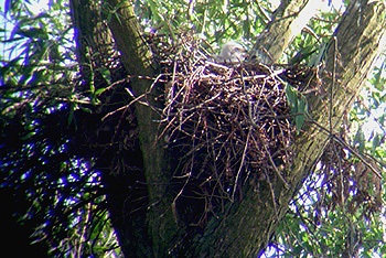 Mäusebussard-Nest