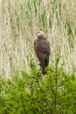 Rohrweihe M�nnchen